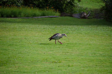 Egyptian goose in Kirstinbosch Botanical Garden of Cape Town, South Africa.
