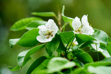 close-up view of beautiful blossoming cherry tree, selective focus