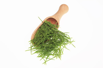 Heilpflanze Acker-Schachtelhalm, Equisetum arvense, Zinnkraut