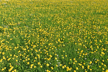 Obraz premium Spring meadow with lots of yellow dandelions