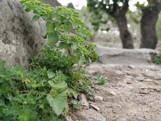 Growing in Cement