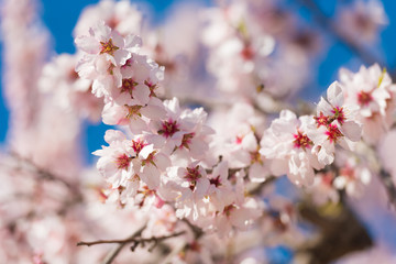 The vernal blooming of an almond tree. Blue sky background, pink flowers. Close-up.