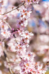 The vernal blooming of an almond tree. Blue sky background, pink flowers. Vertical. Close-up.
