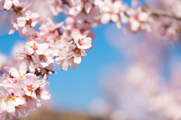 Obraz premium Pink flowering almond trees against blue sky, blurred background. Close-up.