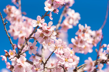 Flowering almond trees against blue sky. Close-up.