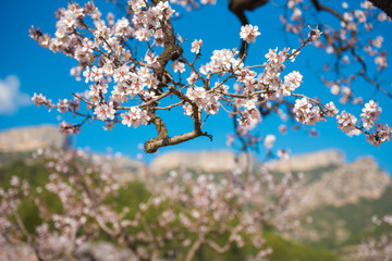 Garden of flowering almond trees against blue sky.