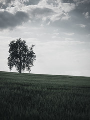 Baum in Landschaft