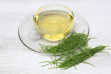 Heilpflanze Acker-Schachtelhalm, Equisetum arvense, Zinnkraut