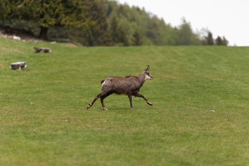 Chamois