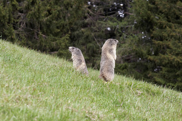 Fototapeta premium Marmotte vigilante