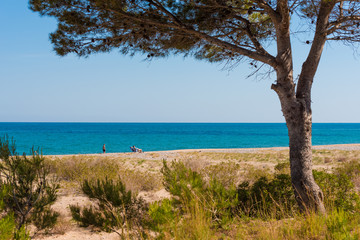 Fototapeta na wymiar MIAMI PLATJA, SPAIN - APRIL 24, 2017: Beach landscape of a pine at the sea. Copy space for text.