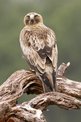Booted Eagle, Aquila pennata
