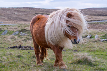Naklejka na ściany i meble A portrait of a lone Shetland Pony on a Scottish Moor on the Shetland Islands