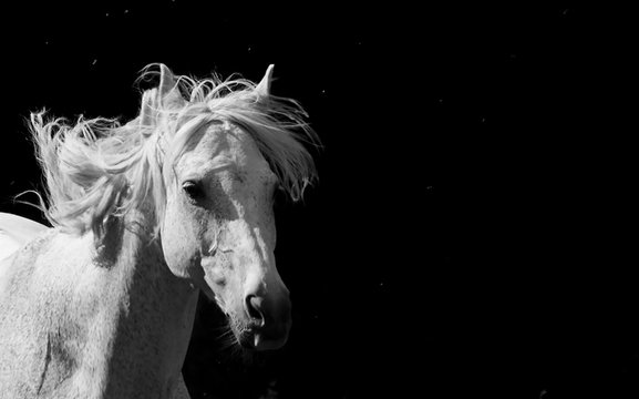 5 523 Best Cheval Noir Images Stock Photos Vectors Adobe Stock