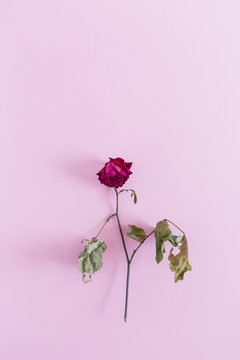 Dead Rose on a colored background. copy space