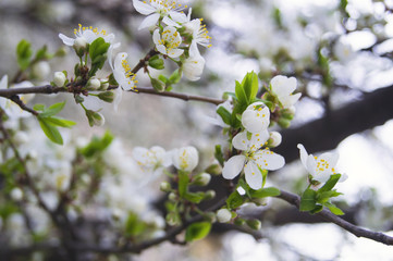 Obraz premium Spring flowering fruit tree with green leaves