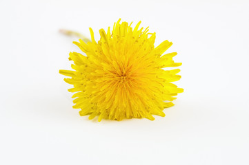 yellow dandelion flower on a light background