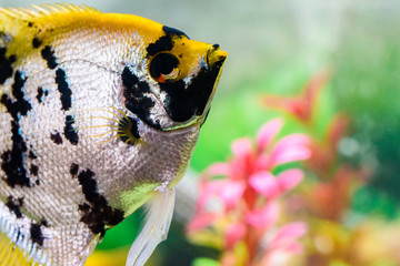Close up of an Angel Fish eye in an Aquarium