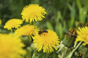 Bee with pollen on a yellow flower of dandelion