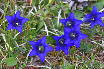 Close-up of blue stemless gentian flower in the alps