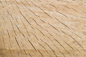 cut tree structure in cracks