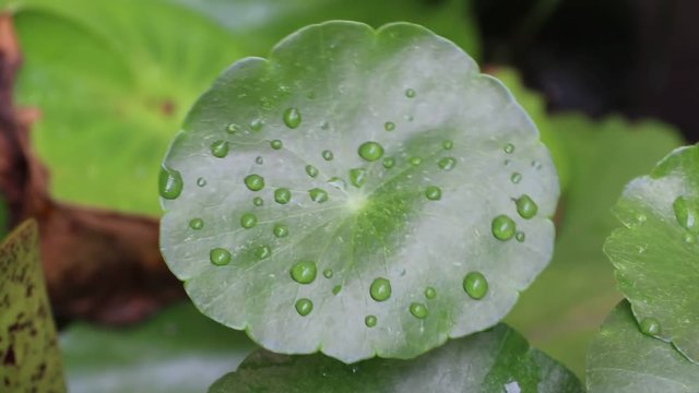 Water drop on the Centella plant leaves floating on water and movement by the wind, Green pattern of asiatic leaf drift on the water.
