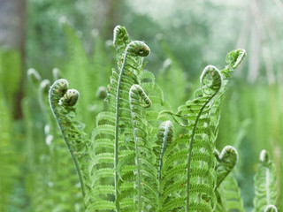 A batch of young growing rolled springs of the shuttlecock fern, or ostrich fern, Matteuccia struthiopteris, on blurred green background.