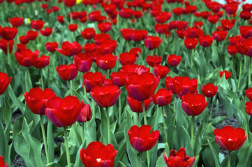 A beautiful glade with a glade with a red red tulip