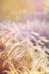 Spelt (Triticum spelta). Cereal. Grain crop, species of the genus Corn