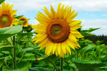 Sunflowers on the field at the moment of flowering