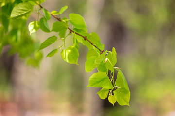 Fototapeta na wymiar Young green leaves on a tree in spring