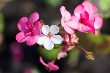 Fototapeta na wymiar Beautiful pink flower in a park