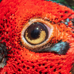 The eye of a male pheasant as a background
