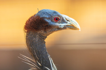 Portrait of a blue bird with a bare neck in the zoo