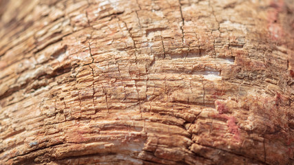 The horn of a buffalo as a background