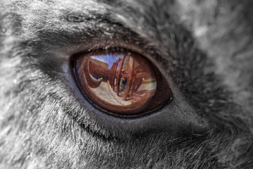 The eye of a deer as a background