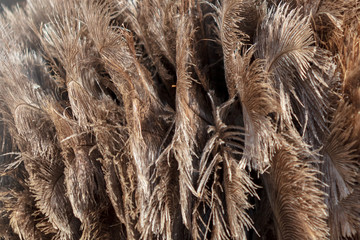 Feathers on an ostrich as an abstract background