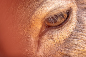 The eye of a deer as a background