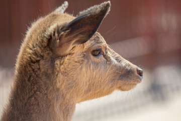 Fototapeta premium Portrait of a deer in the zoo