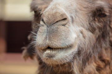 Fototapeta premium Portrait of a camel at the zoo