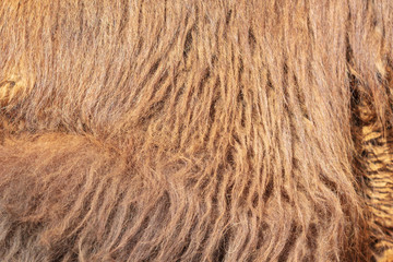 Wool on a camel as an abstract background