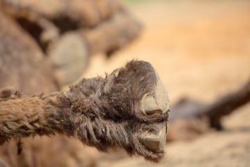 Camel's foot raised to the top in the zoo