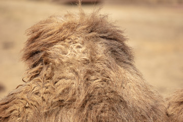 Wool on a camel's hump in nature