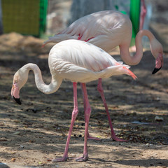 Portrait of a pink flamingo in nature