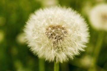 Closeup of a large fluffy dandelion