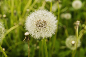 Close-up. Glade with a beautiful lush dandelion