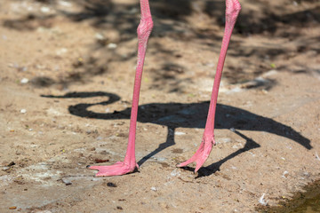 Fototapeta na wymiar Legs of pink flamingos in the park