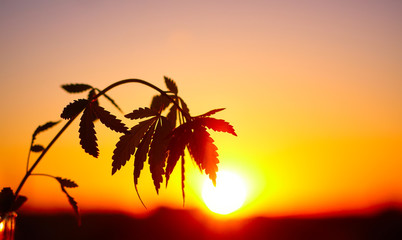 Medical cannabis sativa growing outside at sunset. Silhouette marijuana plantation in sunlight