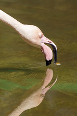 Pink flamingo drinks water in the lake