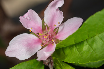 A small pink flower on nature